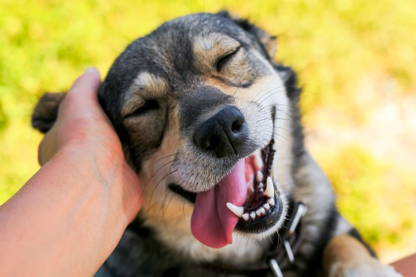 Cachorro feliz em ambiente doméstico