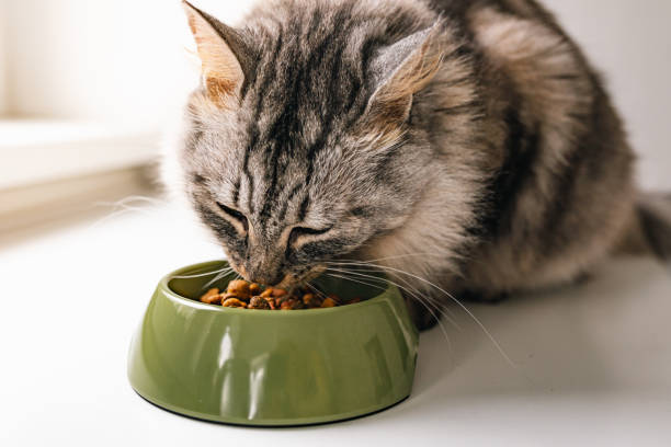 Gato comendo ração no pote