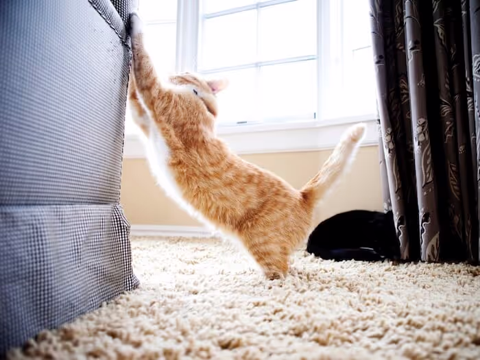 Gato arranhando móvel em casa