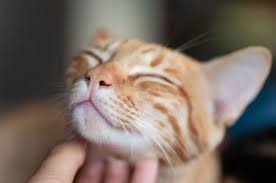 Gato feliz e relaxado em ambiente interno