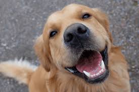 Cachorro feliz aguardando petisco saudável