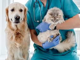 Pet em atendimento veterinário