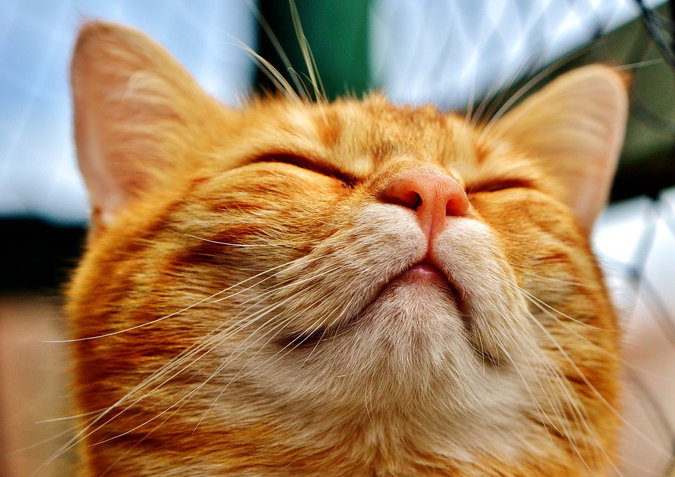 Gato ao lado de caixa de areia limpa em apartamento