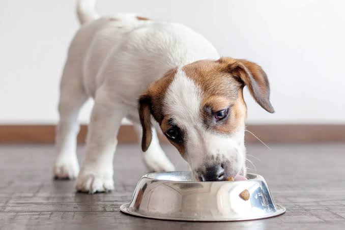 Filhote de cachorro comendo ração no pote